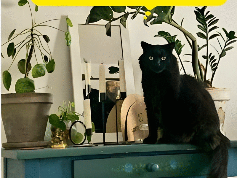 Julia – Garde à domicile