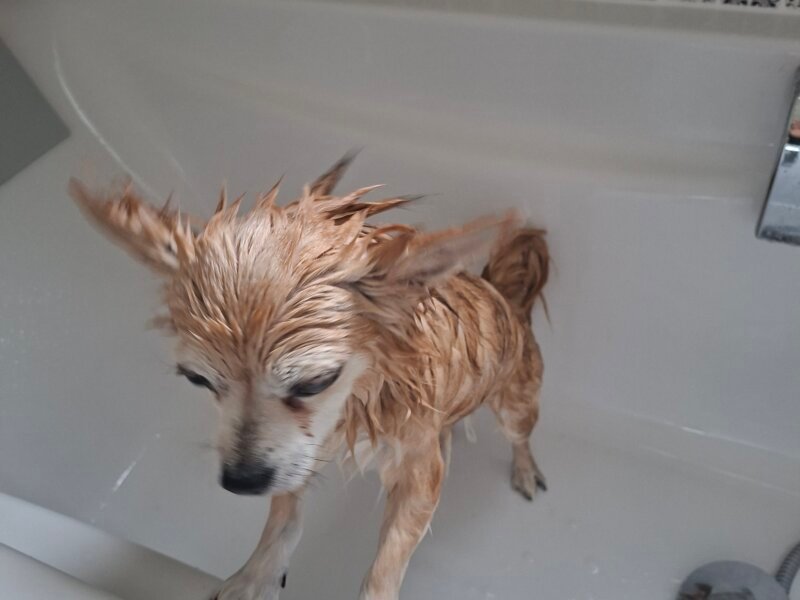 Julia – Garde à domicile