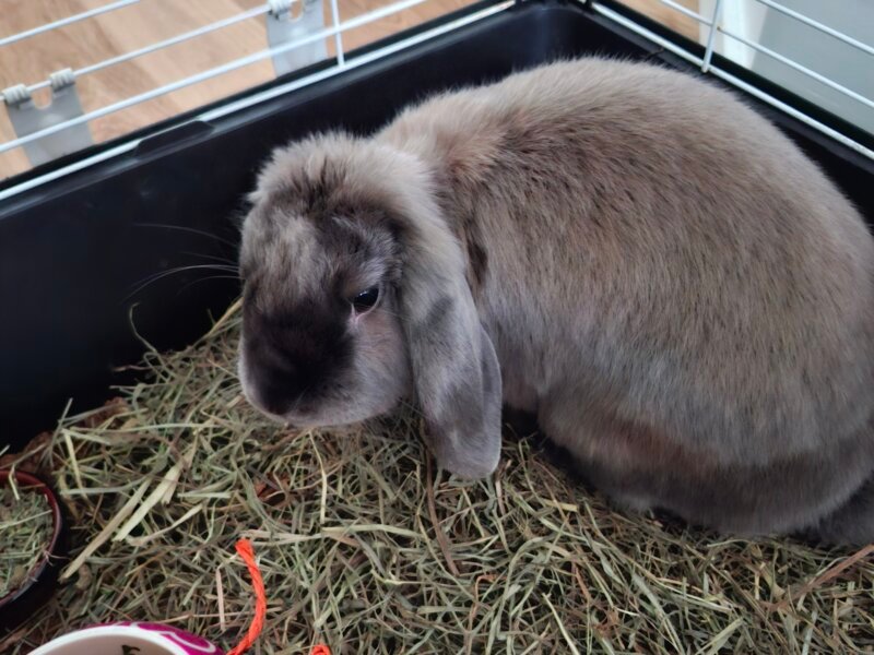 Julia – Garde à domicile